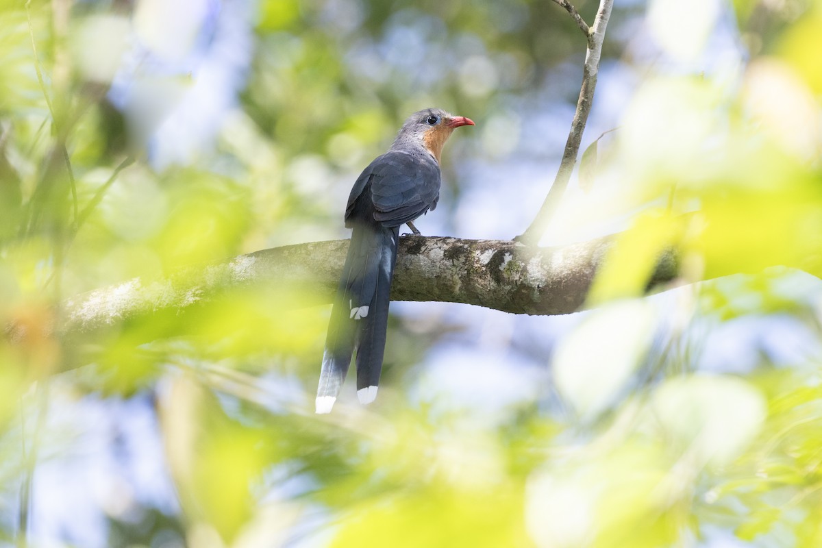 Red-billed Malkoha - Jan-Peter  Kelder