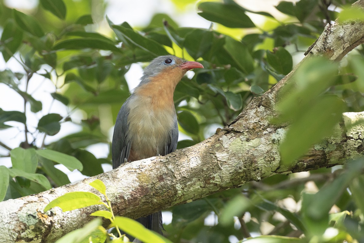 Red-billed Malkoha - ML591835421