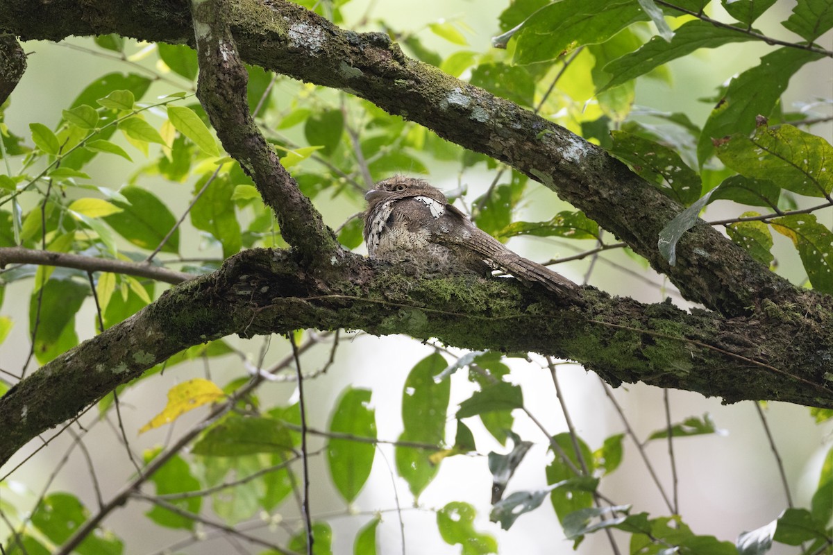 Blyth's Frogmouth - Jan-Peter  Kelder