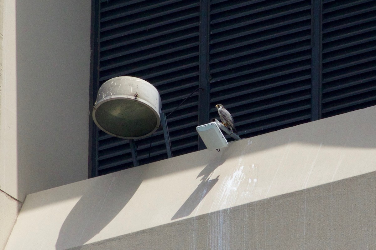 Эгэл шонхор - ML591837311