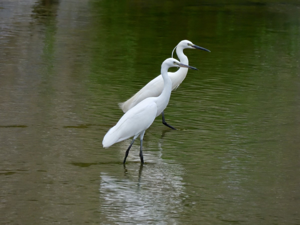 Little Egret - Yawei Zhang