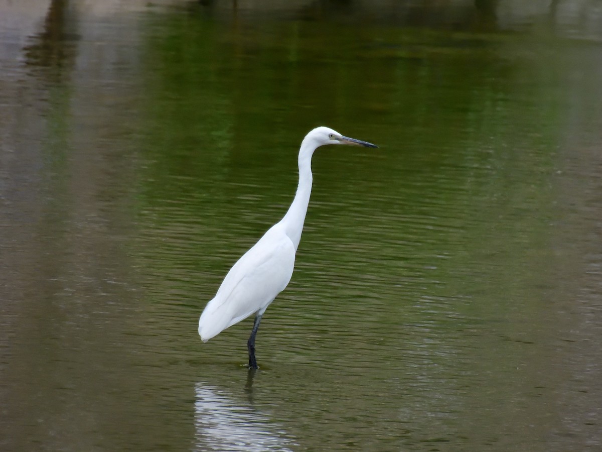 Little Egret - Yawei Zhang