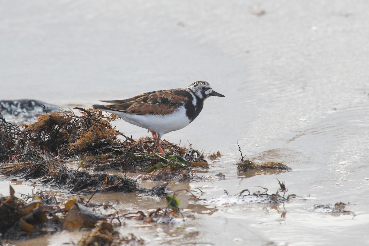 Ruddy Turnstone - ML591837481