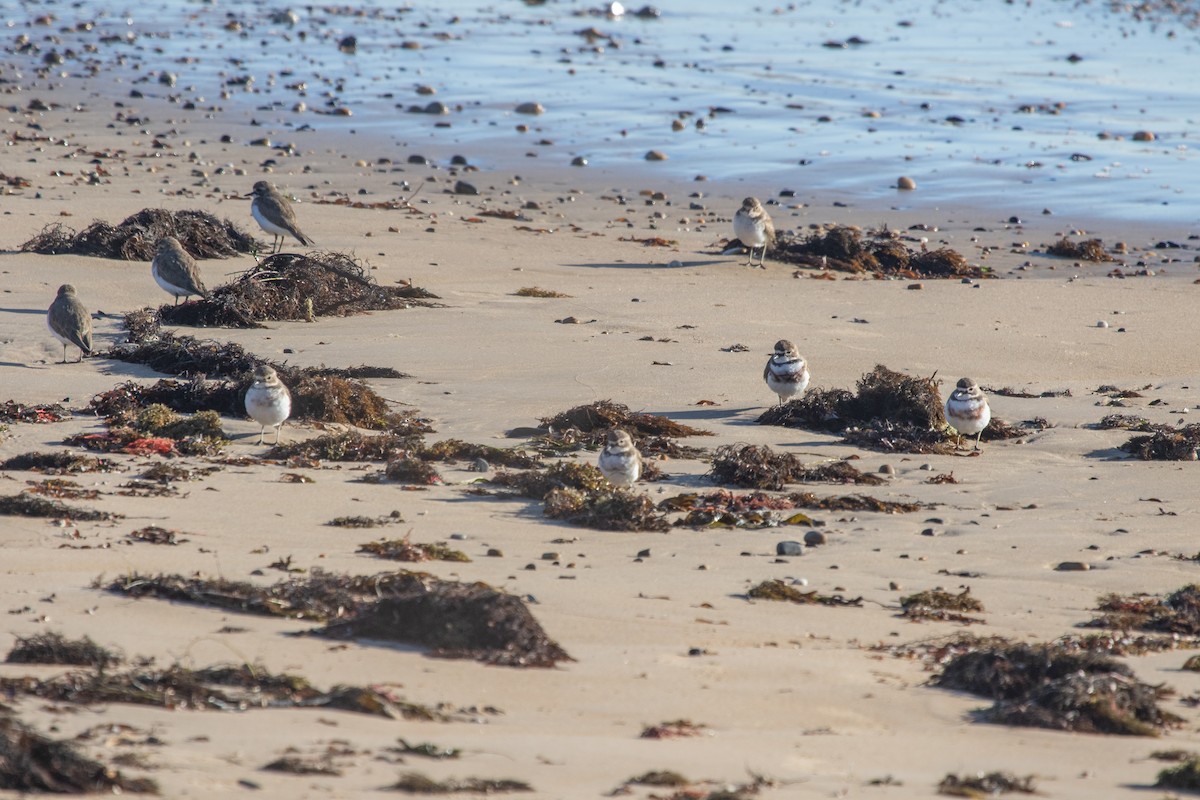 Double-banded Plover - ML591837861