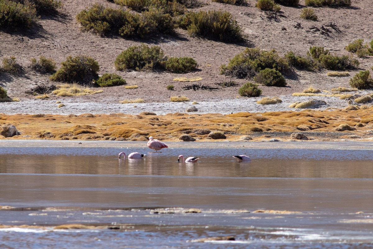 Chilean Flamingo - ML591837981