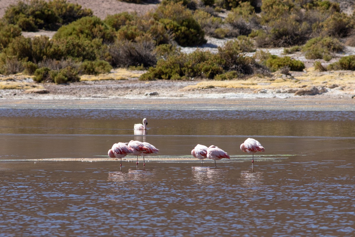 Chilean Flamingo - ML591838001