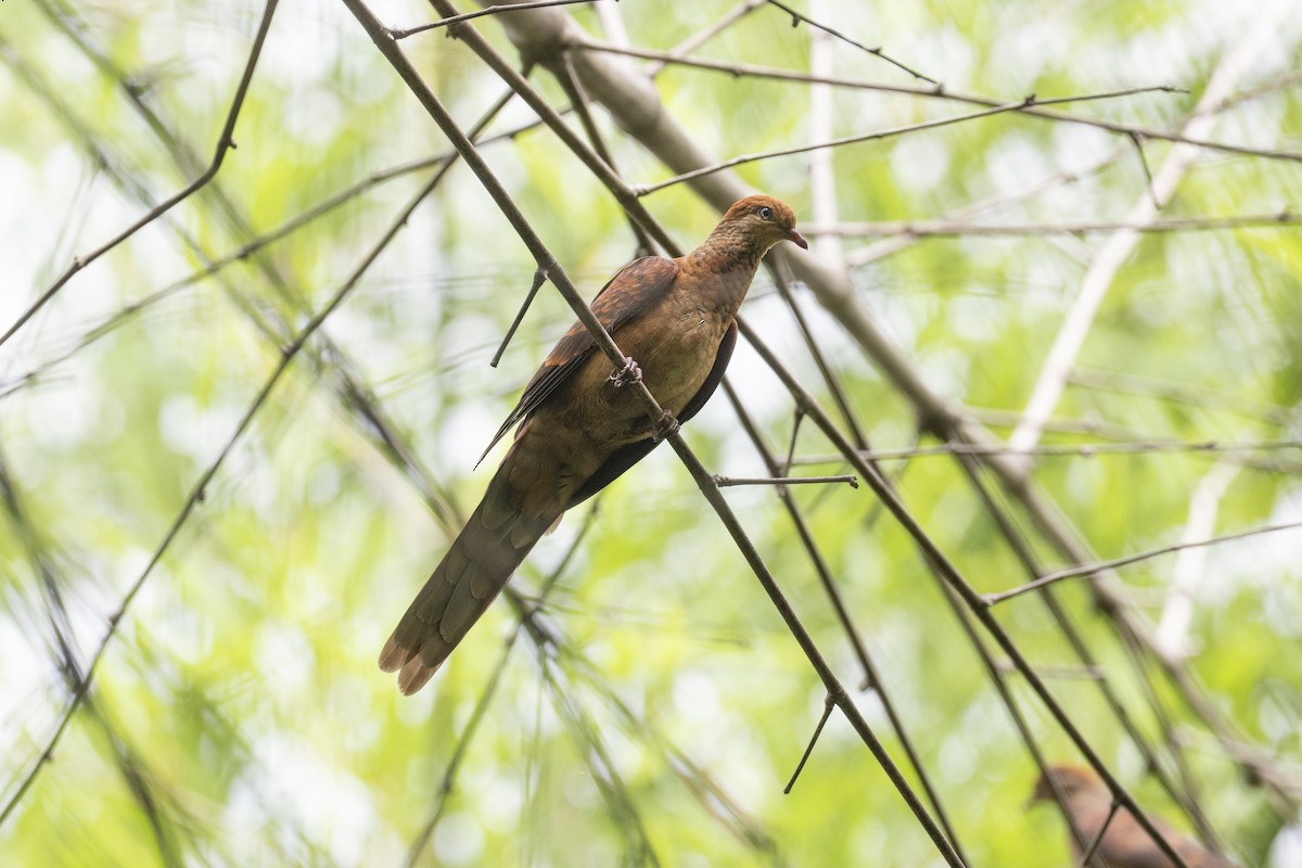 Little Cuckoo-Dove - ML591838071