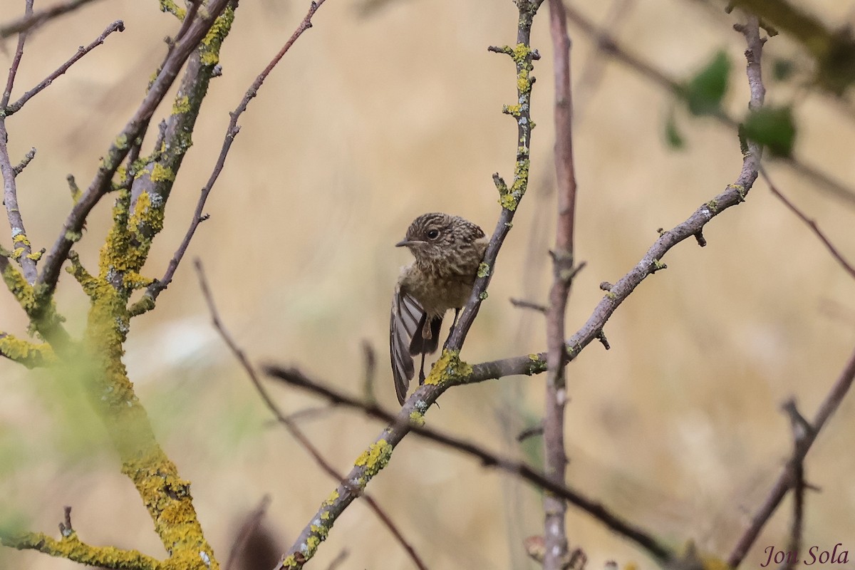 European Stonechat - ML591838931