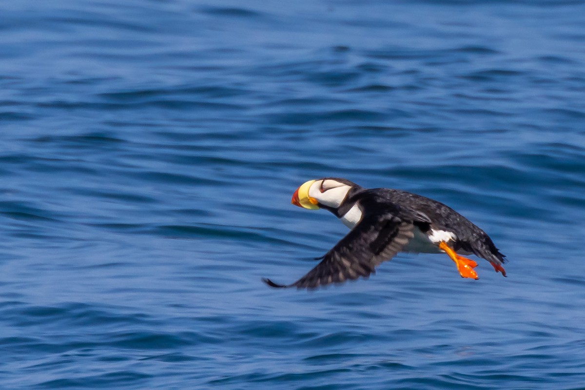 Horned Puffin - ML591839691