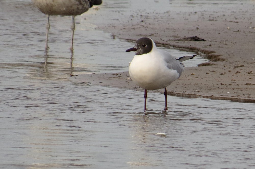 Brown-hooded Gull - ML591840341