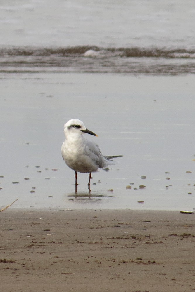 Snowy-crowned Tern - ML591840391