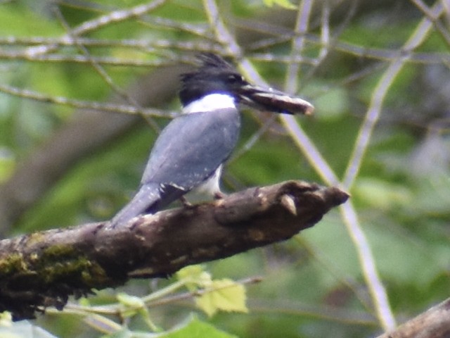 Belted Kingfisher - Matthew Smith