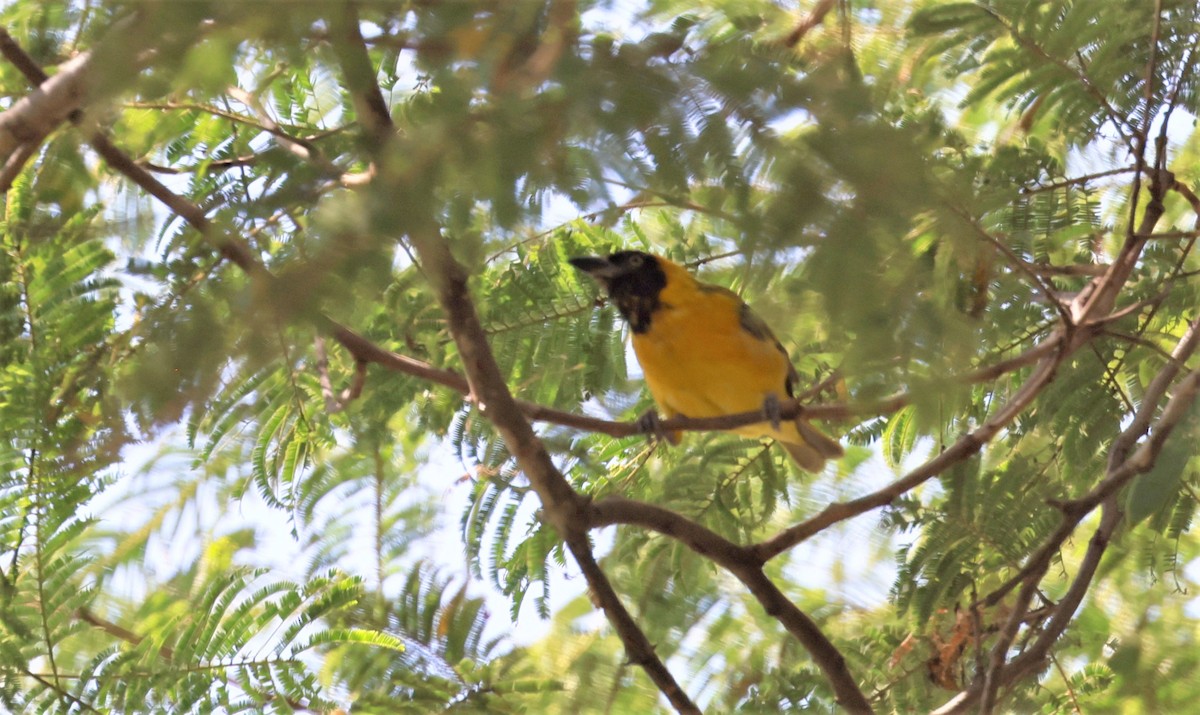 Lesser Masked-Weaver - ML591841851