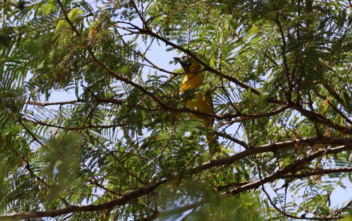 Lesser Masked-Weaver - ML591841861