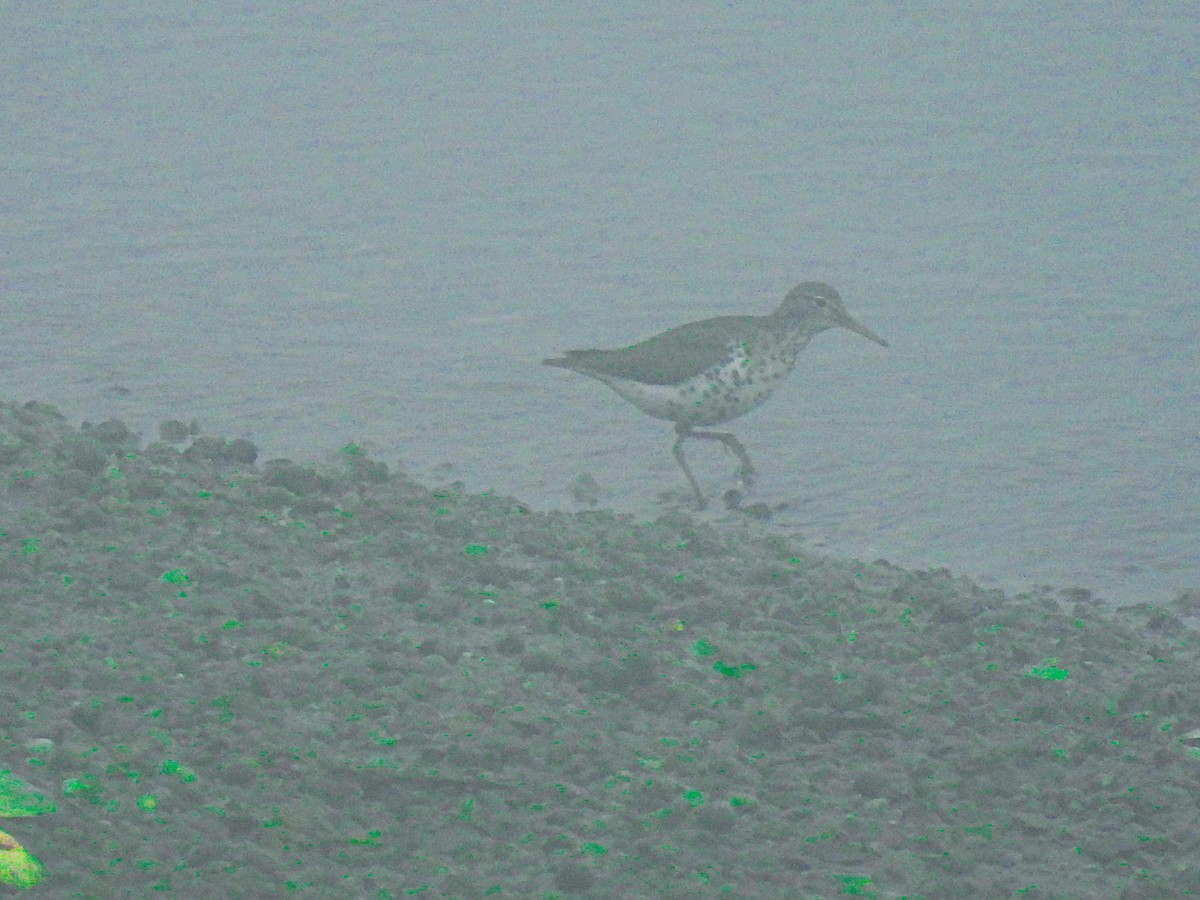 Spotted Sandpiper - Jeff&Jenn Joffray