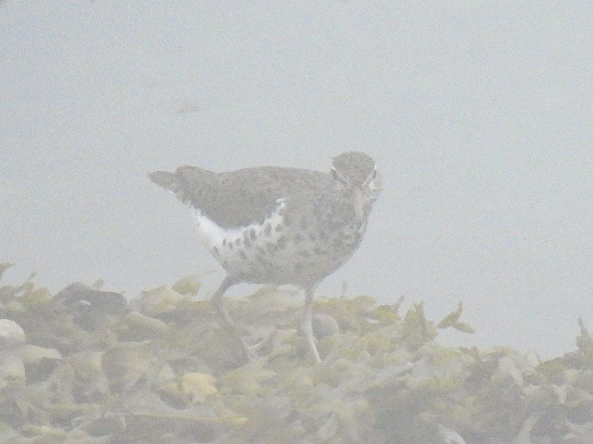 Spotted Sandpiper - ML591842121