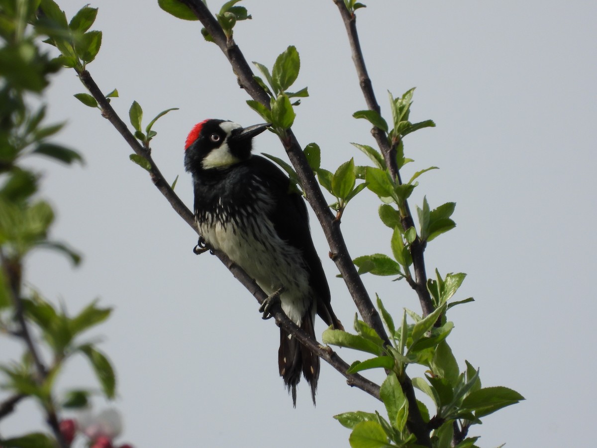 Acorn Woodpecker - ML591842661