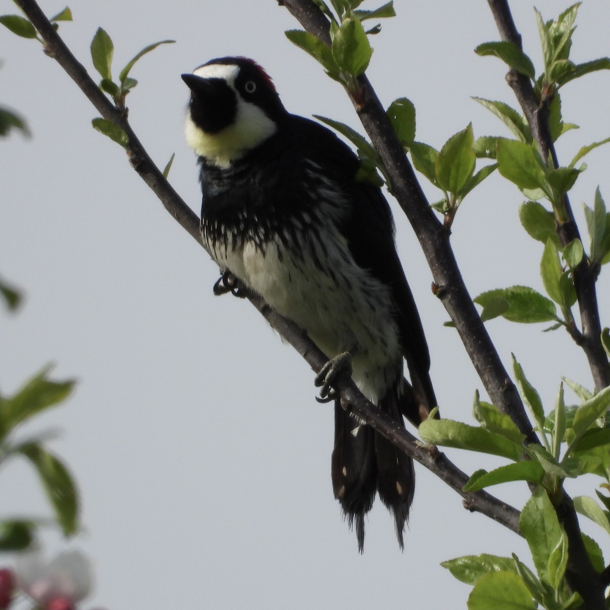 Acorn Woodpecker - ML591842681