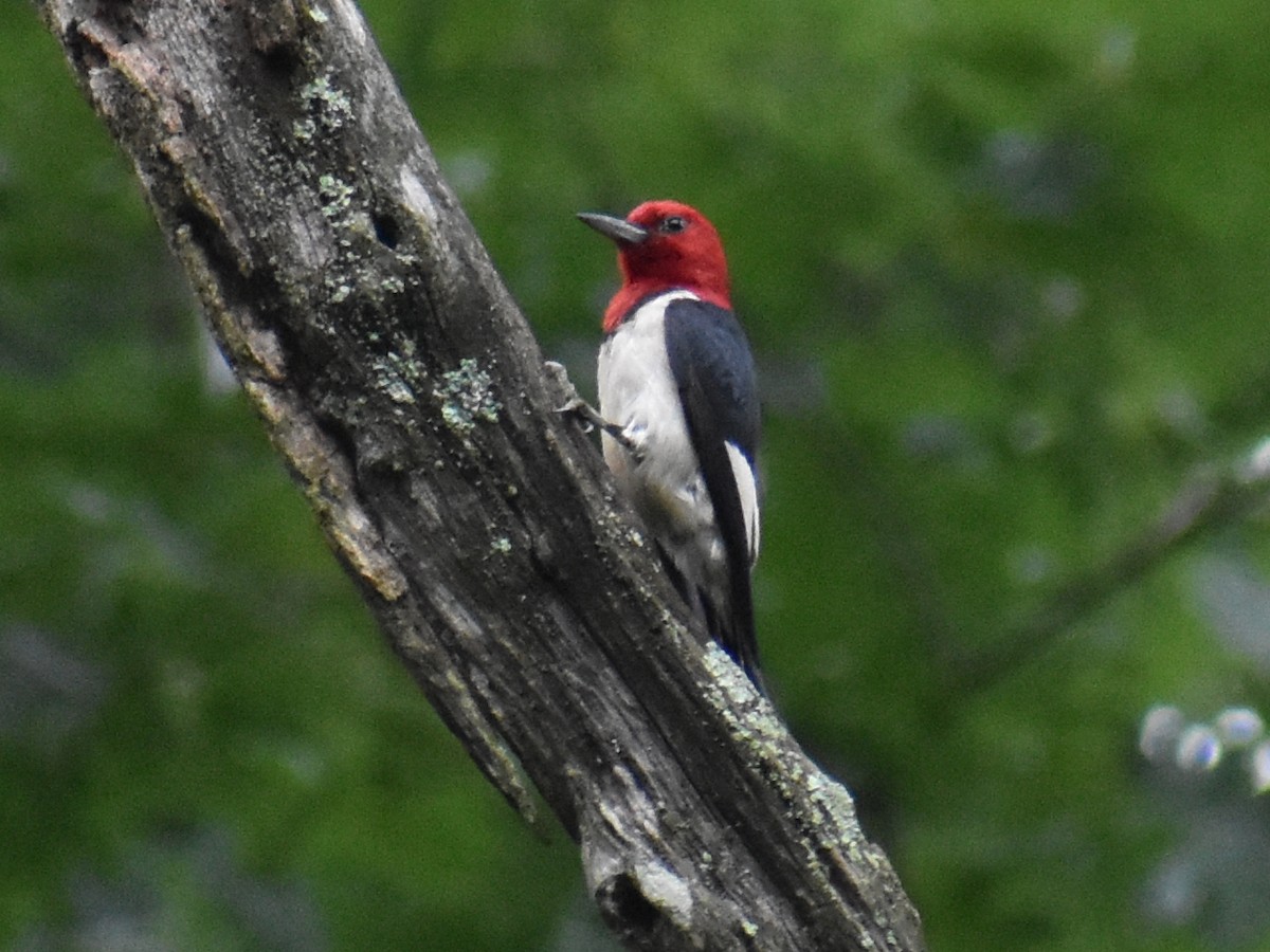 Red-headed Woodpecker - ML591843291