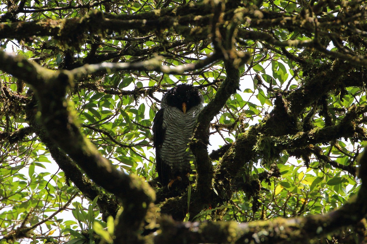 Black-and-white Owl - ML591843661