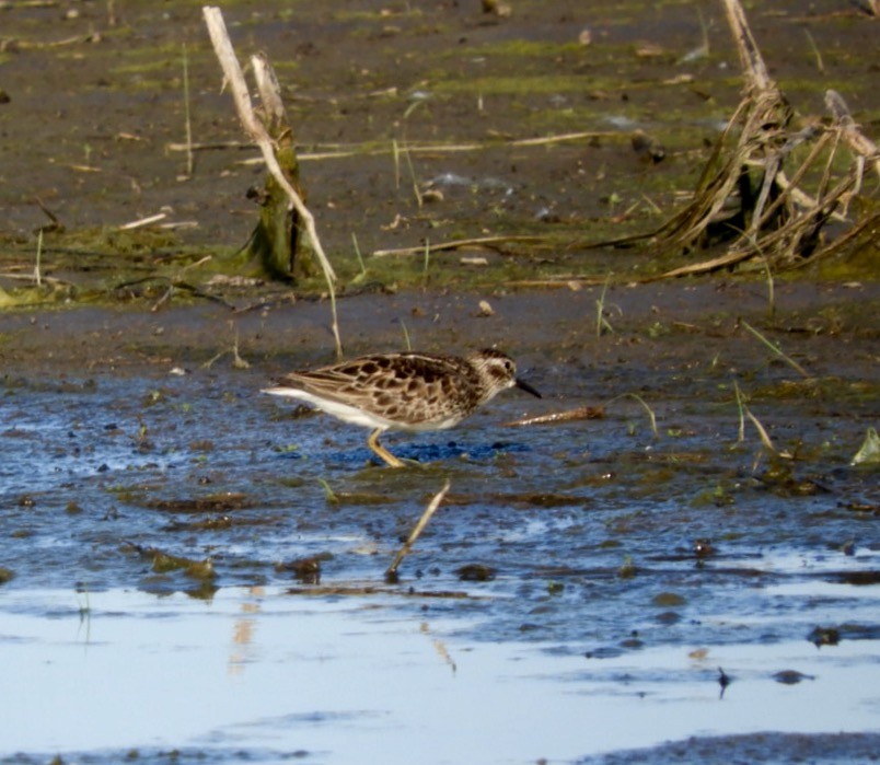 Least Sandpiper - ML59184461