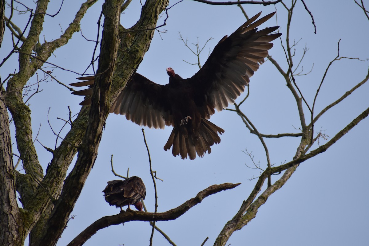 Turkey Vulture - ML591845191