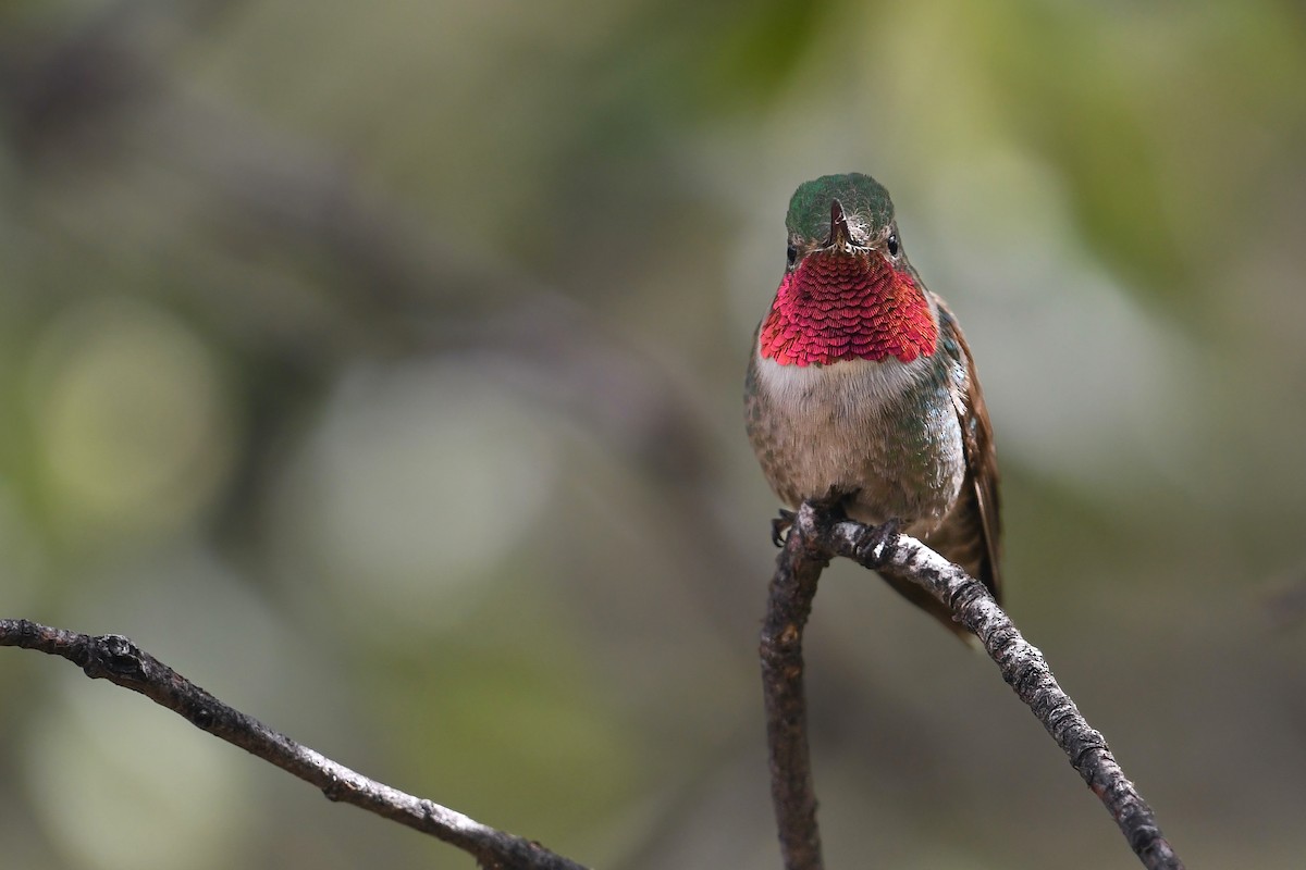Broad-tailed Hummingbird - ML591845911