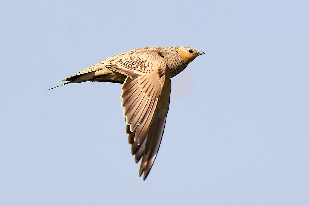 Spotted Sandgrouse - ML591846471