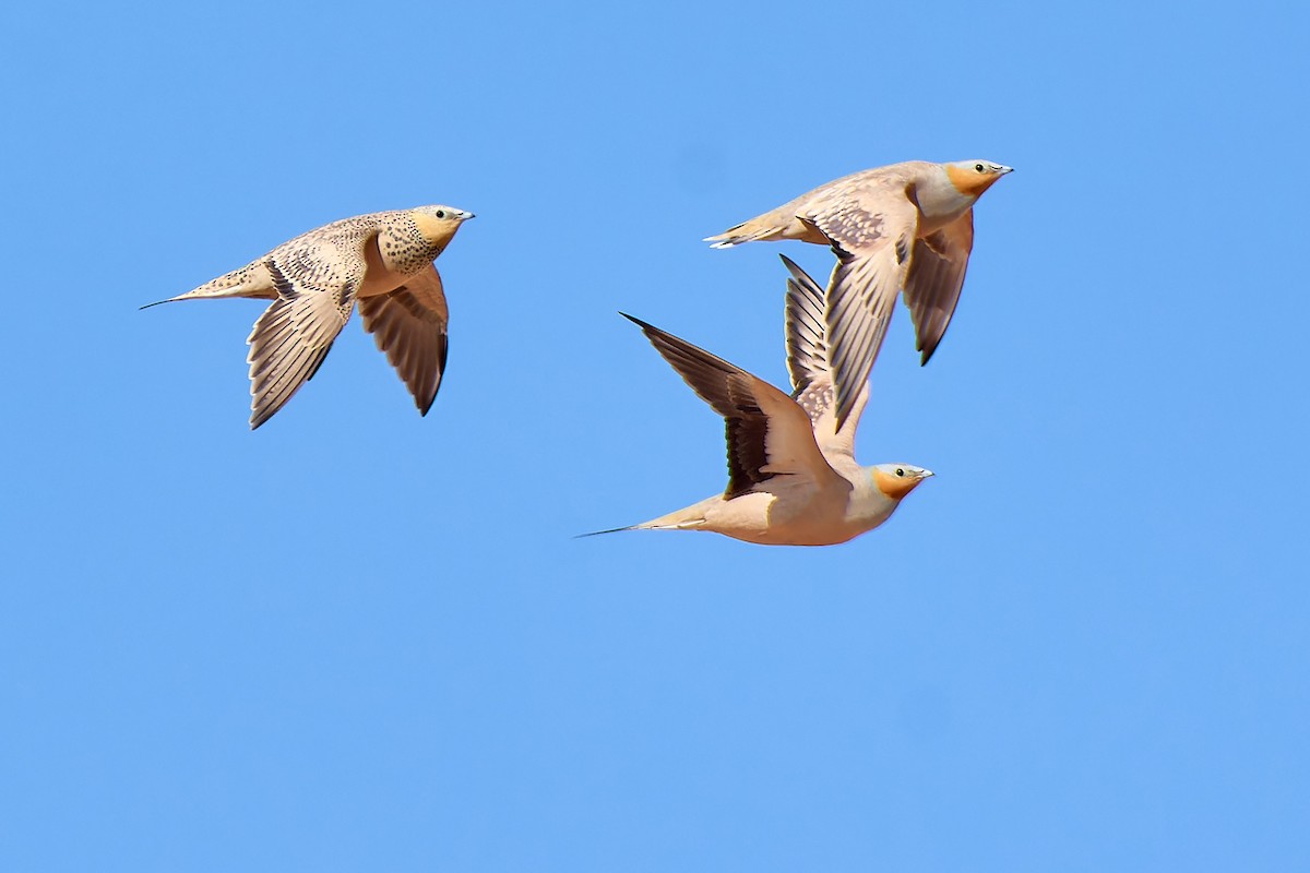 Spotted Sandgrouse - ML591846501