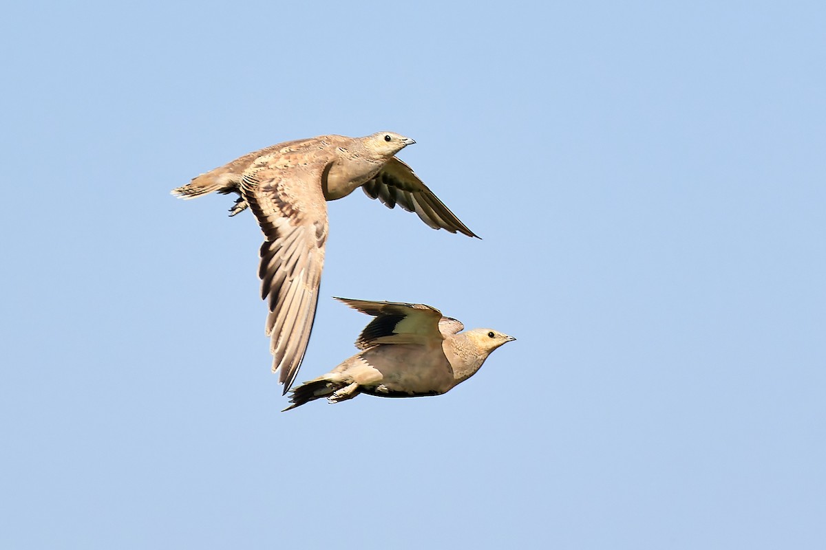 Spotted Sandgrouse - ML591846511