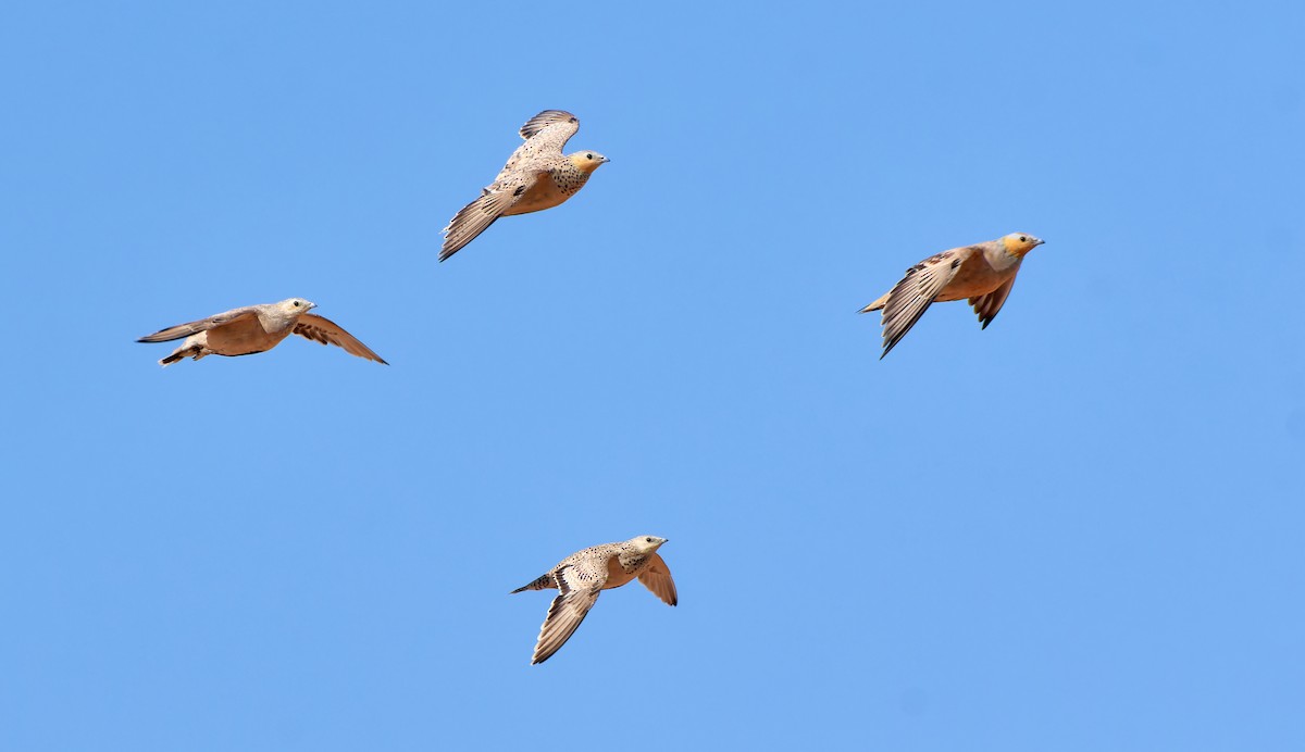 Spotted Sandgrouse - ML591846521