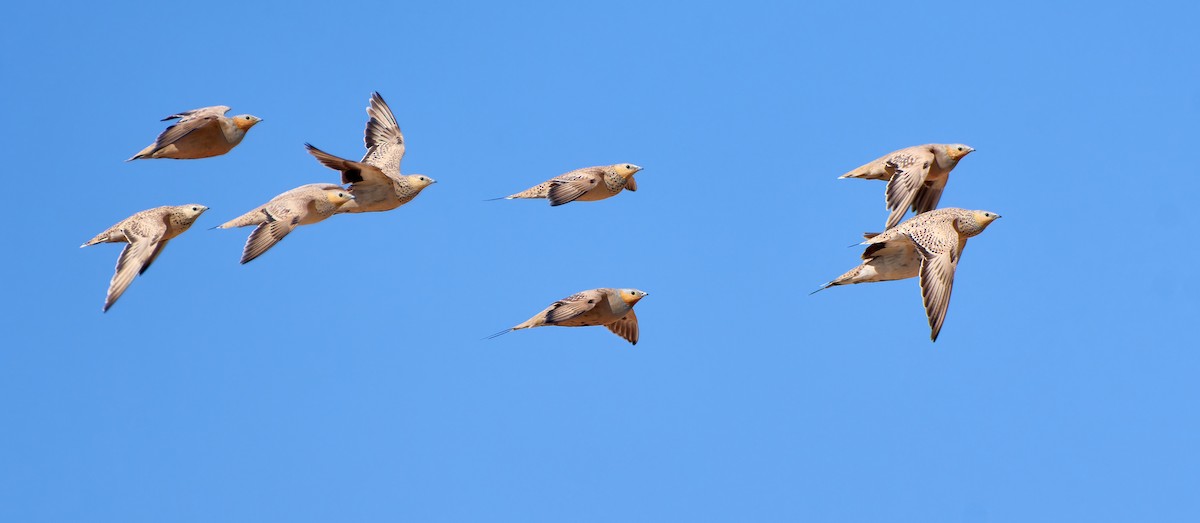 Spotted Sandgrouse - ML591846531