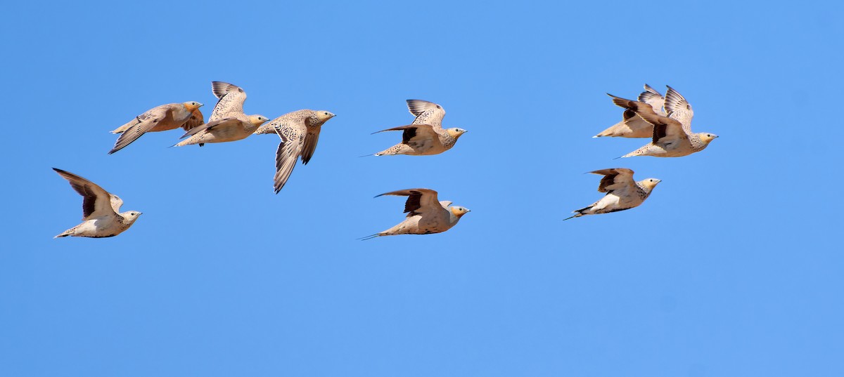 Spotted Sandgrouse - ML591846541