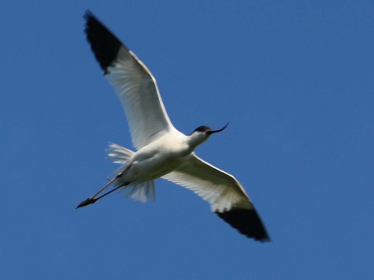 Pied Avocet - ML591847311