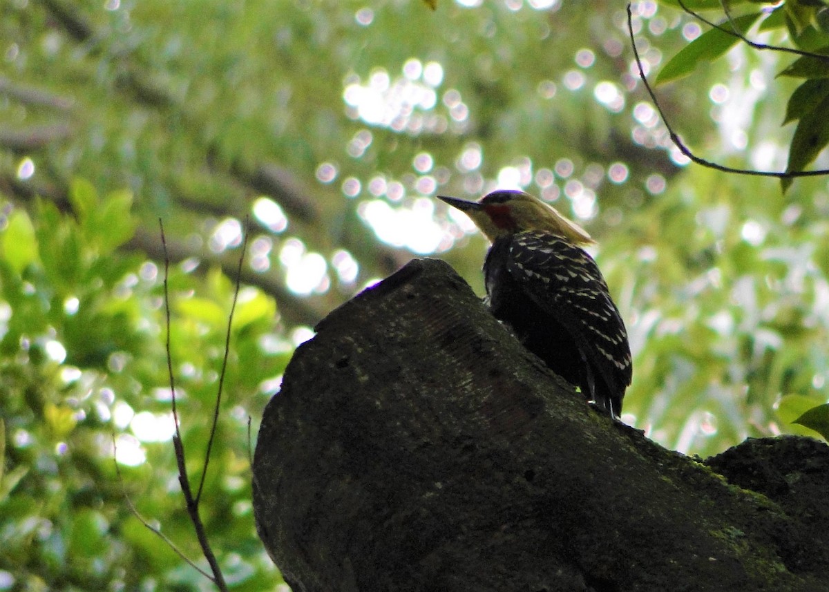 Blond-crested Woodpecker - ML59184871