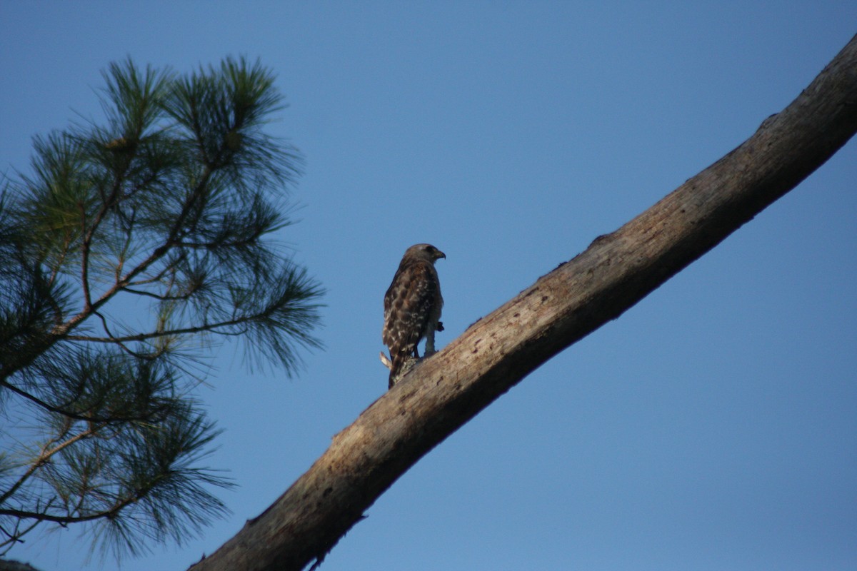 Red-shouldered Hawk (lineatus Group) - Avery Chan