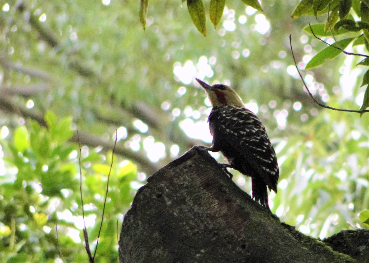 Blond-crested Woodpecker - ML59184881