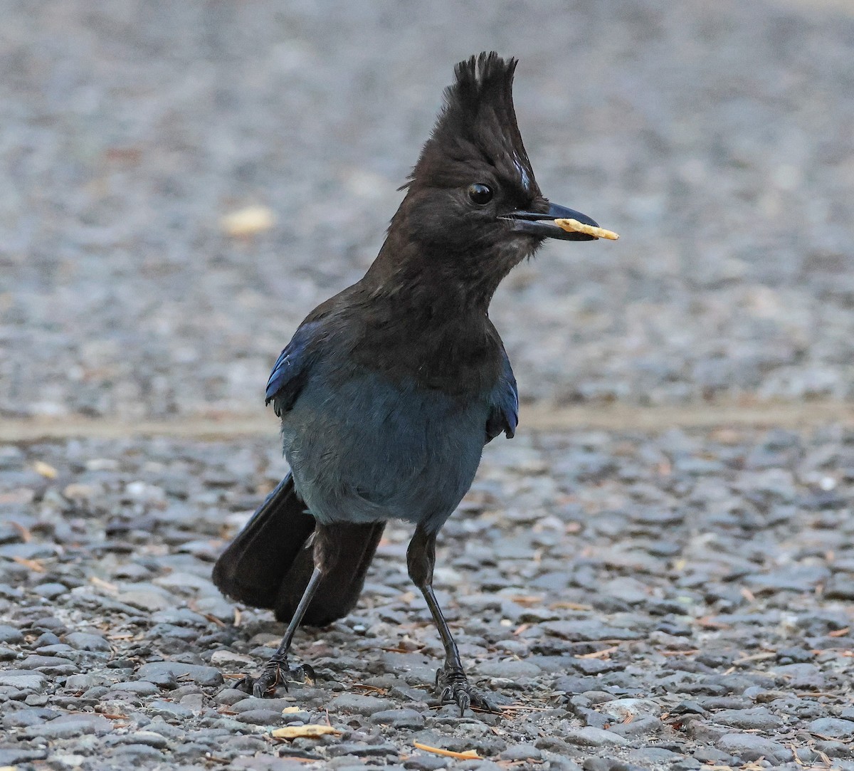 Steller's Jay - ML591849441