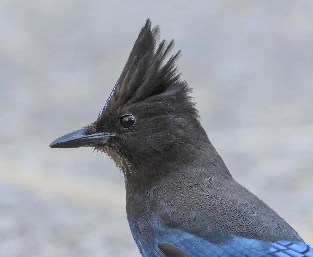 Steller's Jay - ML591849511