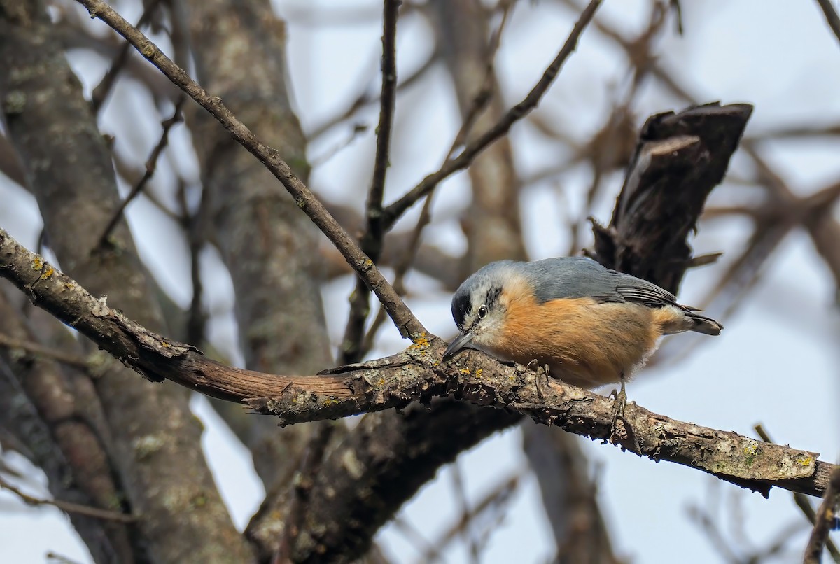 Algerian Nuthatch - ML591849821