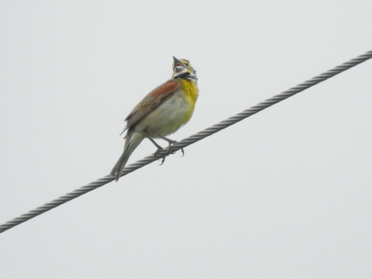 Dickcissel - ML59185011