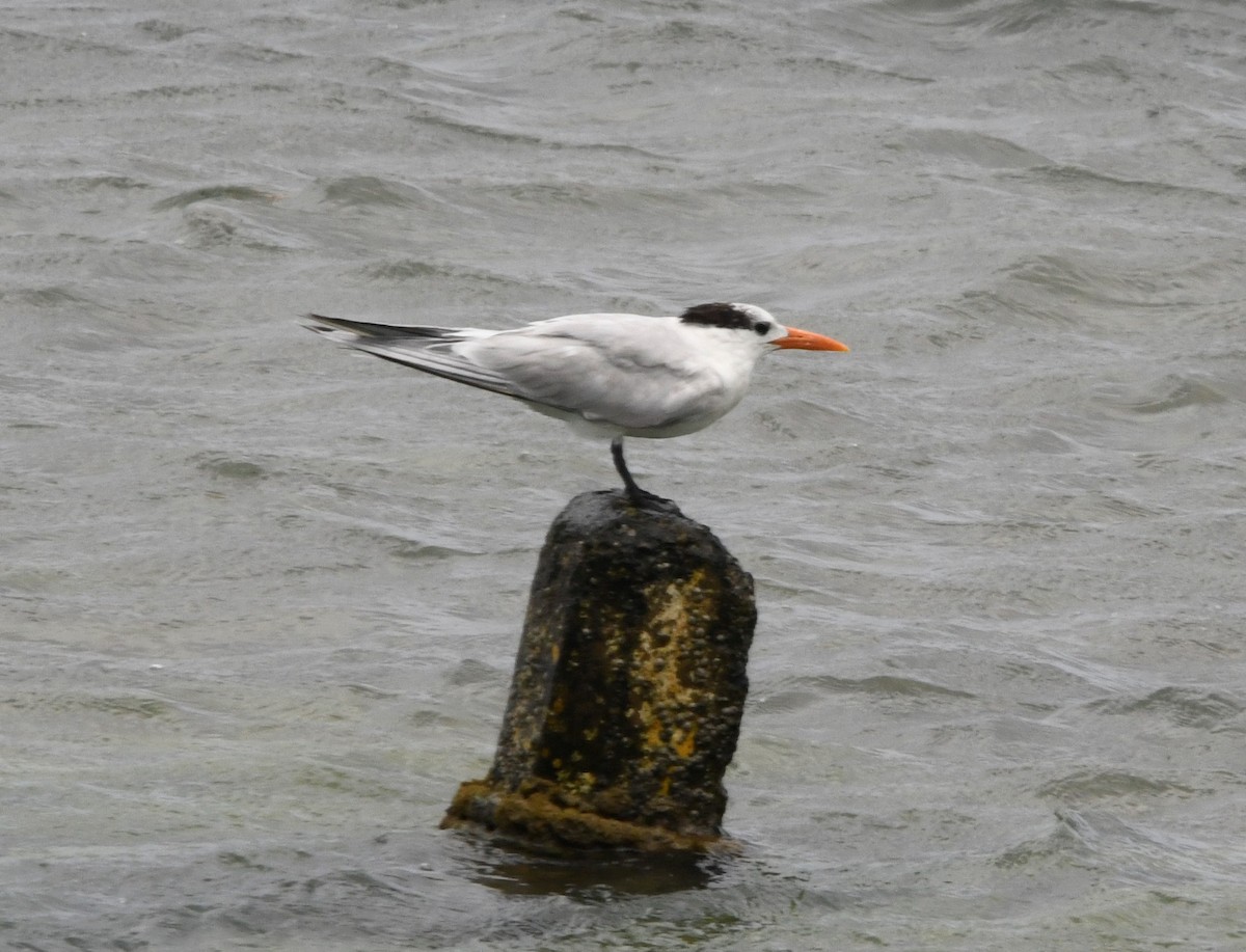 Royal Tern - ML591850401