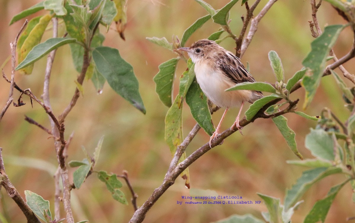 Wing-snapping Cisticola - Argrit Boonsanguan