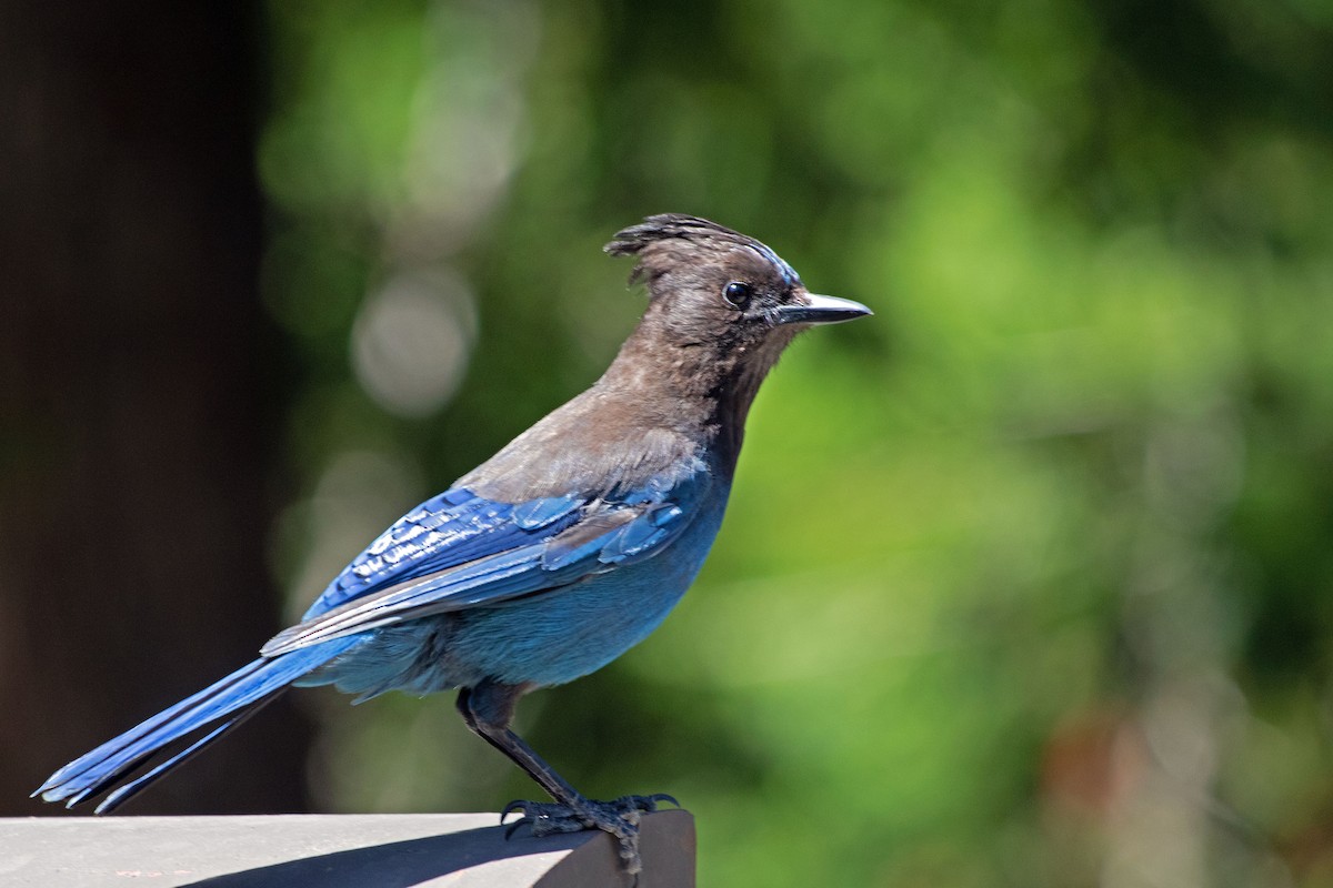 Steller's Jay - ML591851401