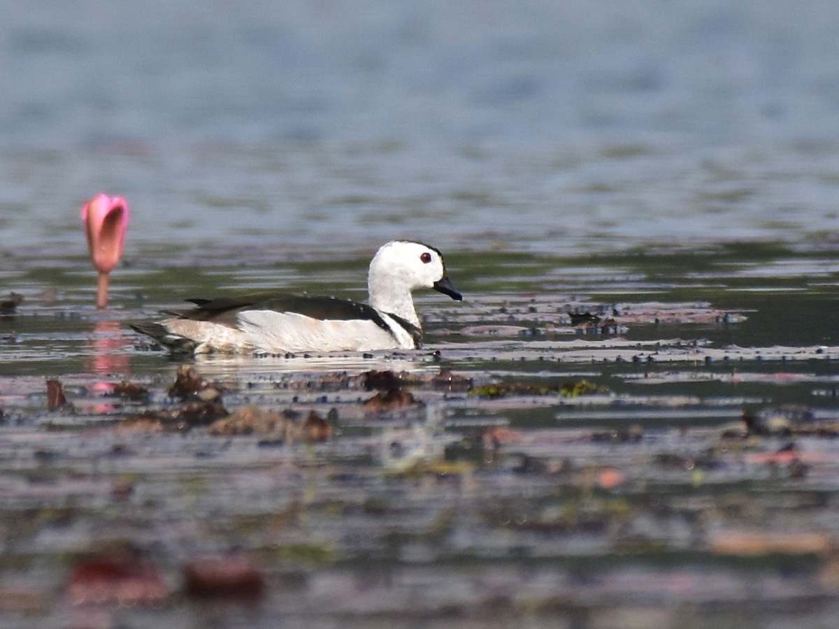 Cotton Pygmy-Goose - ML591852131