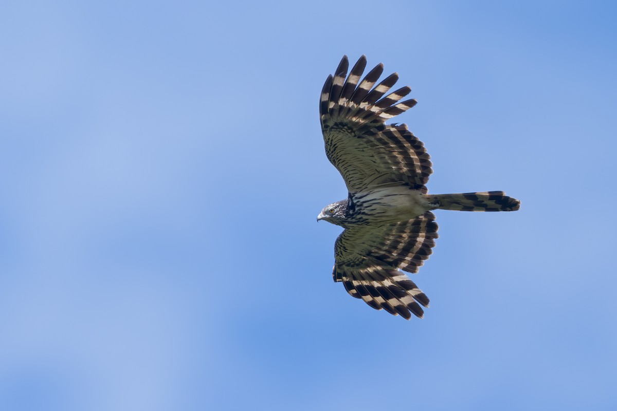 Long-tailed Honey-buzzard - Dubi Shapiro