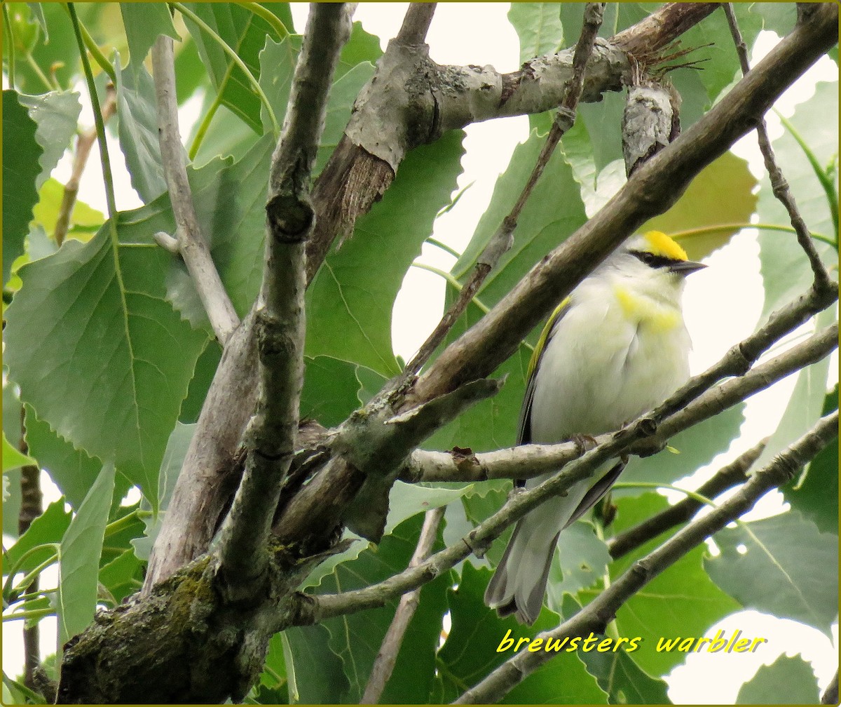 Brewster's Warbler (hybrid) - karen bonnell