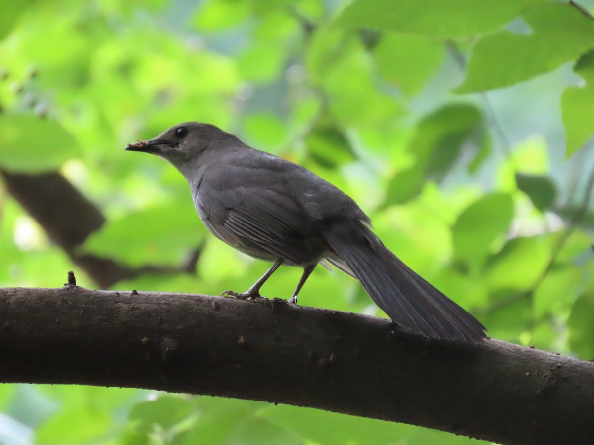 Gray Catbird - ML591852911