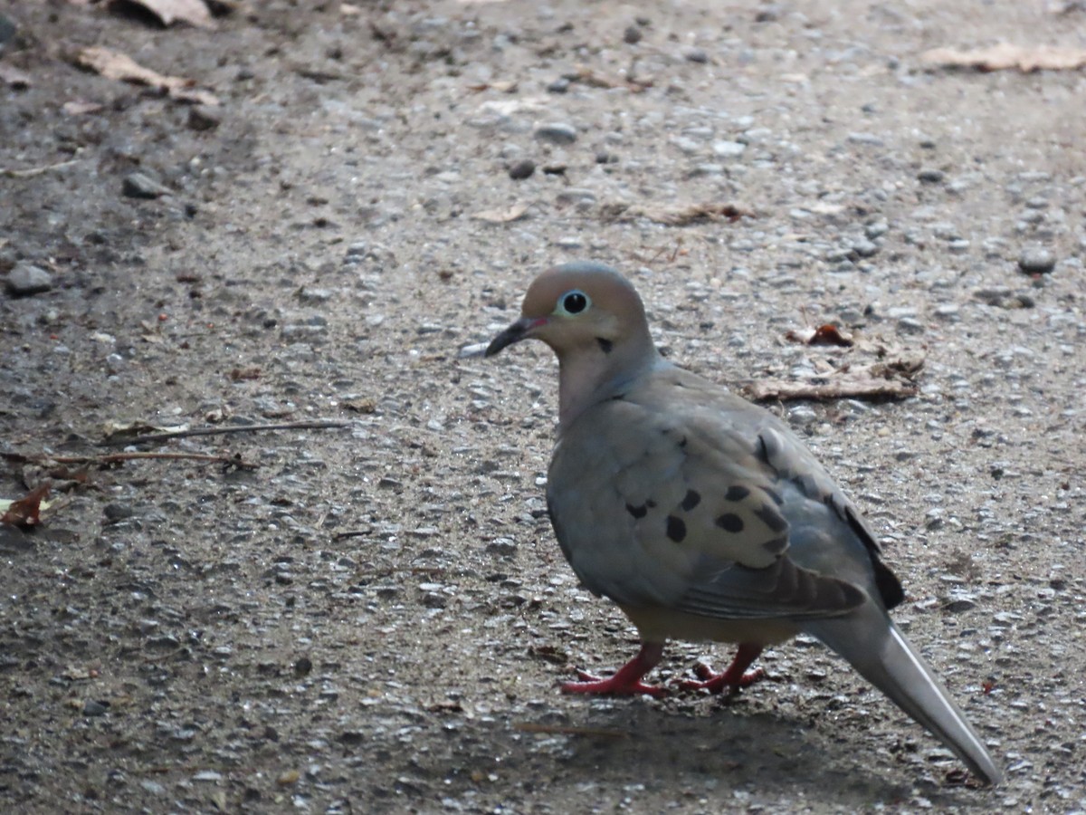 Mourning Dove - ML591853041