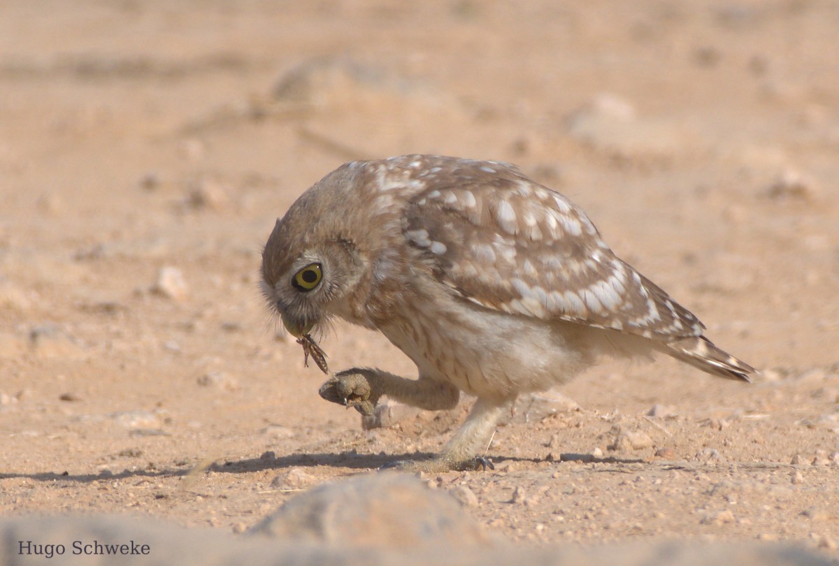 Little Owl - ML591853291